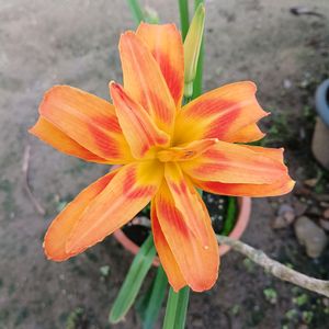 Orange Day Lily