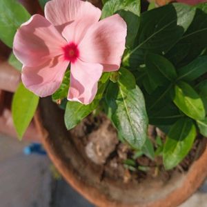 3-4 colours Type Of Nayantara Plants With Roots