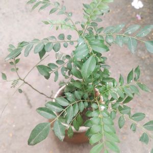 Curry Leaves Healthy Plant With Root