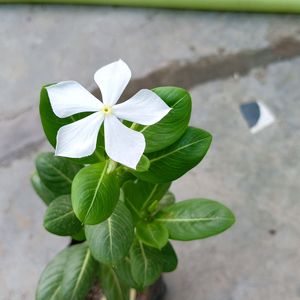 White Sadasuhagan(Vinca)