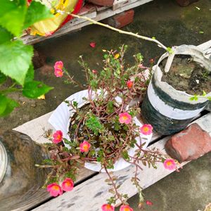 Portulaca Plant Cutting -Dark Peach Colour