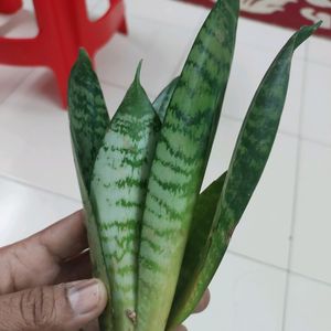 Combo Indoor Oxygen Plants