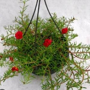 Portulaca Plants Multi Colour