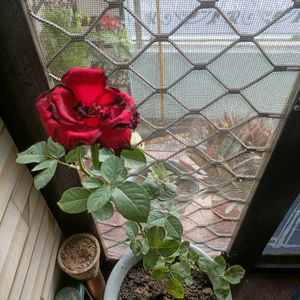 Rose /Gulab / hybrid plant /grafted