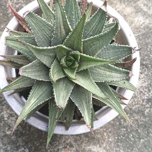 Matured Variegated Haworthia