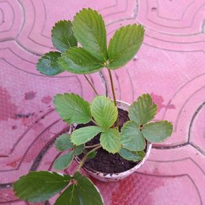 Strawberry 🍓 Live Plant