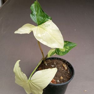 SYNGONIUM ALBO