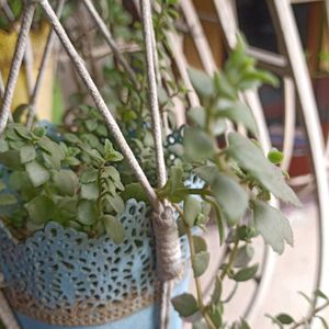 Tangled Heart Hanging Plant