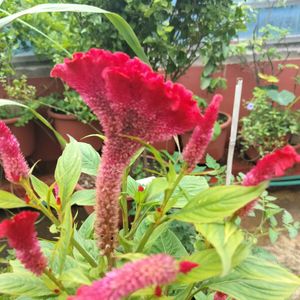 Red Velvet Flower Plant