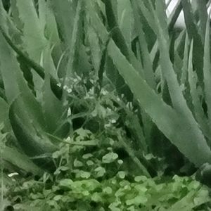 Aloe Vera Leaf Rs 10