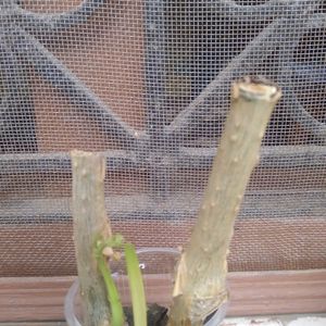 Combo Of Two Plants -Dieffenbachia And Giloya