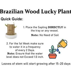 Brazilian Lucky Wood Plant,Good Luck Live Plant