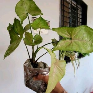 कॅलेडियम बिक्लोर प्लांट & Arrowhead Plant 🌵& Pot