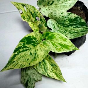 Air Purifying Mix Plants Combo