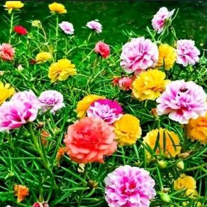 Portulaca Plants Multi Colour