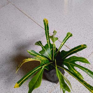 4 Varieties Of Croton Plant