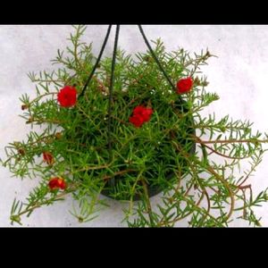 Pink...Red.. White...Moss Rose Plant