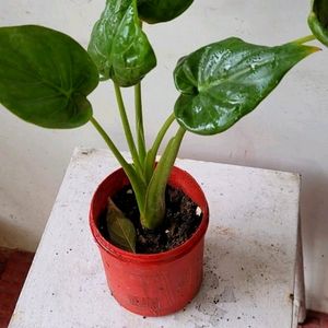 Alocasia cucullata (Elephant Ear) Plant & Pot