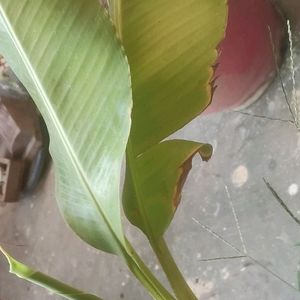 Live Hybrid Banana Plant