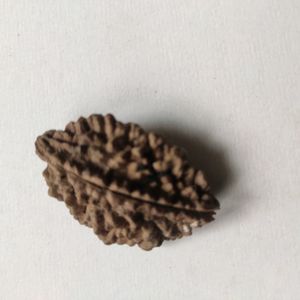 New Two Mugi Rudraksha Rare Collection