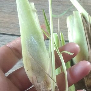 Mint Plants And Lemon Grass Plant