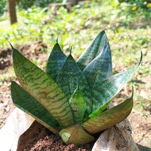 Dwarf Snake Plant