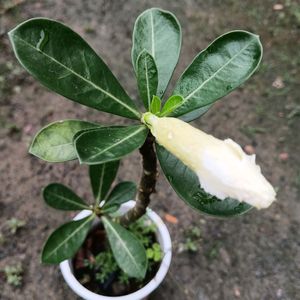 Adenium Obesium