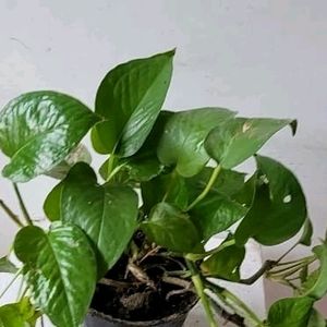 Evergreen Money Plant & Pot