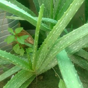 Fresh Aloevera Plants New Along With Pot