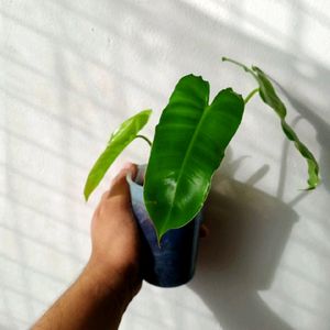 Philodendron Mature Plant