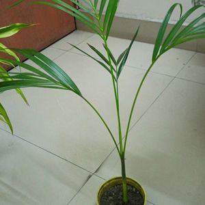 Areca Palm 2.5'