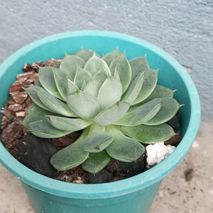 Echeveria