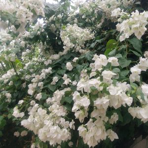 Combo Of 3 Type Parmanent Flower Cutting Available