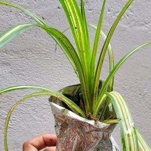 Pack 2 Turtle Vine & Pandanus veitchii Plant 🌵