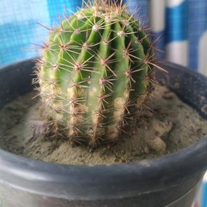 Price Drop -Cactus With Free Pot