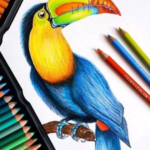 Bird Drawing