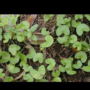 Centella asiatica Plant Shapling.