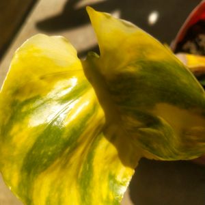 Lemon Meringue  Phothos Rare Money Plant Big Leaf