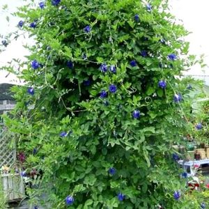 Butterfly Pea Flower Seed/ Sankupushpam