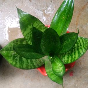 Combo 2 Variety Snake Draft Plant With Root