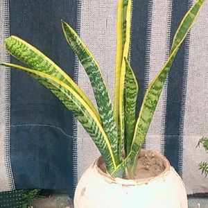 Healthy Rooted Snake Plant In Same Condition