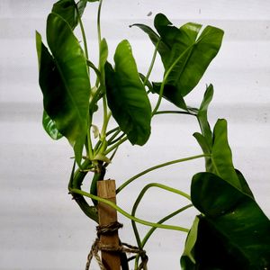 Philodendron Burle Marx [L]