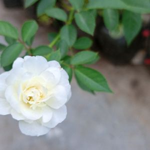 White Rose