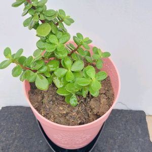 Jade Plant With Self Watring Pot