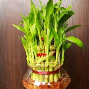 Lucky Bamboo Plant With Long Pot