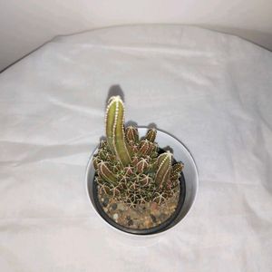 Fairy Castle Cactus