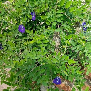 Seed Of Aprajita Flower