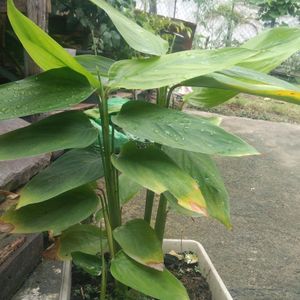 Green Plants