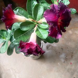 Beautiful Adenium Mock Desert Rose Flower Plant