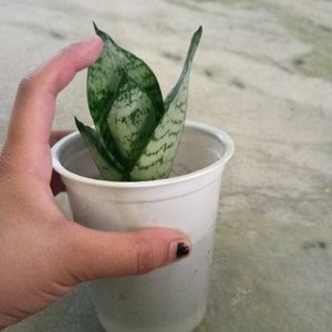 Dwarf Snake Plant In White Plastic Glass